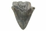 Partial, Fossil Megalodon Tooth - Sharply Serrated Blade #207926-1